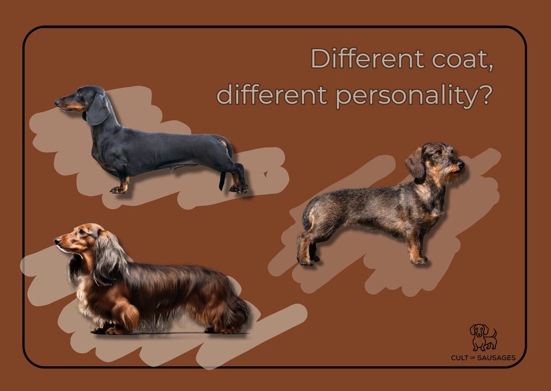 Blog post discussing the differences and similarities between different types of Dachshunds dogs.