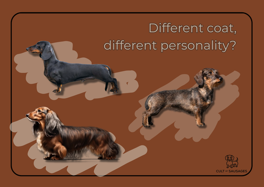 Blog post discussing the differences and similarities between different types of Dachshunds dogs.