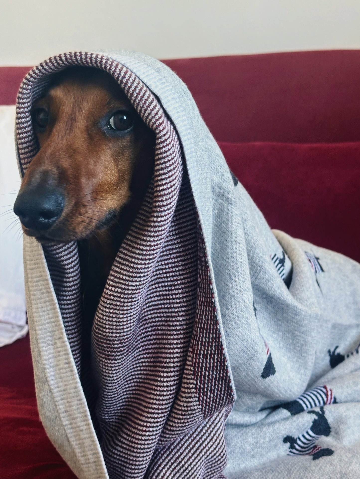 Dachi blanket